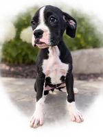Bambi, a female Boxer for sale in Niles, MI – 1 of 3