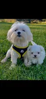 Midge , a female Maltese for sale in Niles, MI – 2 of 3