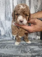 Sophie , a female Miniature Goldendoodle for sale in Niles, MI – 2 of 4