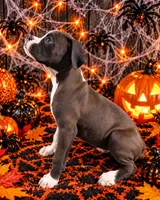 Buttercup, a male Boxer for sale in Niles, MI – 1 of 1