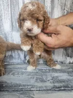 Sophie , a female Miniature Goldendoodle for sale in Niles, MI – 3 of 4