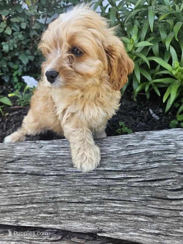 Cooper – Cavapoo puppy for sale in Niles, MI
