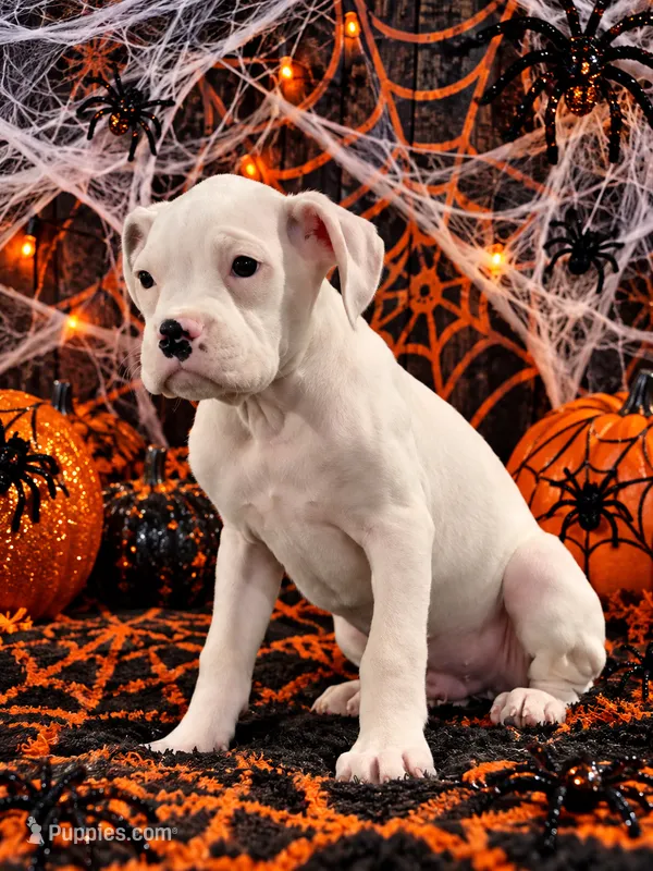 Brandy – Boxer puppy for sale in Niles, MI
