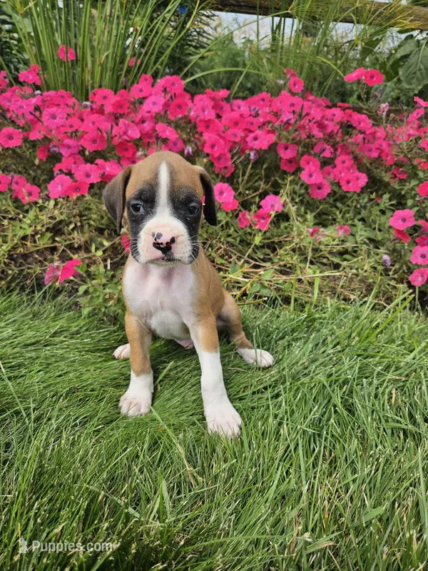 Bruno – Boxer puppy for sale in Niles, MI