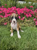 Bruno, a male Boxer for sale in Niles, MI – 1 of 1