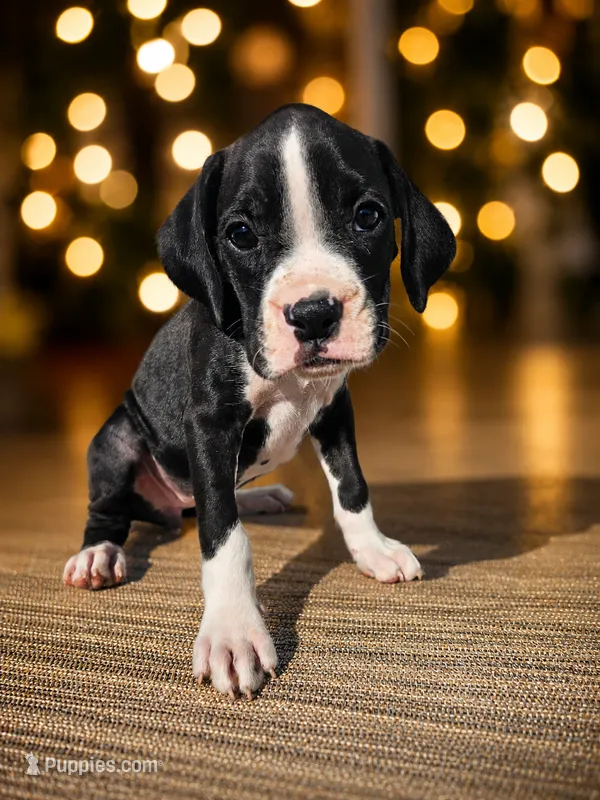 Bambi – Boxer puppy for sale in Niles, MI