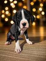 Bambi, a female Boxer for sale in Niles, MI – 2 of 3