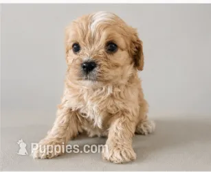 Cooper, a male Cavapoo for sale in Niles, MI – 1 of 1