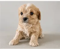 Cooper, a male Cavapoo for sale in Niles, MI – 1 of 1