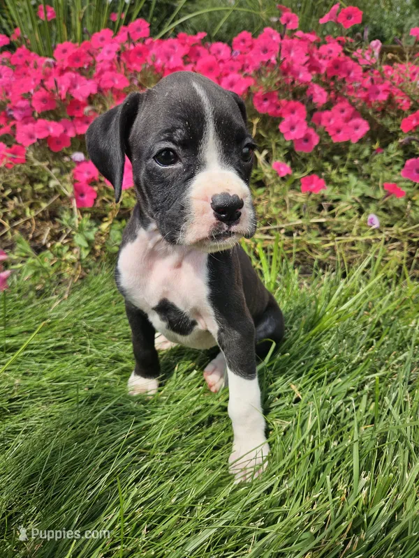Barbie – Boxer puppy for sale in Niles, MI