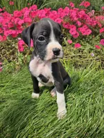 Barbie, a female Boxer for sale in Niles, MI – 1 of 1