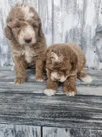 Sonic, a male Miniature Goldendoodle for sale in Niles, MI – 3 of 3