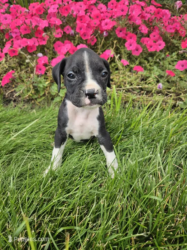 Bindi – Boxer puppy for sale in Niles, MI