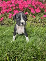 Bindi, a female Boxer for sale in Niles, MI – 1 of 1