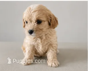 Chloe – Cavapoo puppy for sale in Niles, MI