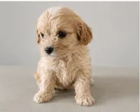 Chloe, a male Cavapoo for sale in Niles, MI – 1 of 1