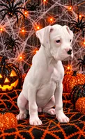 Bruce, a male Boxer for sale in Niles, MI – 1 of 1