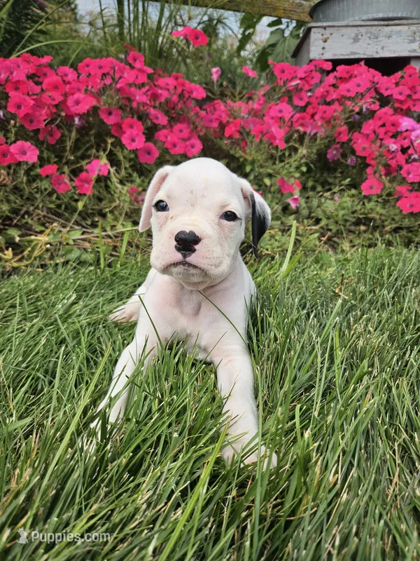 Biscuit – Boxer puppy for sale in Niles, MI