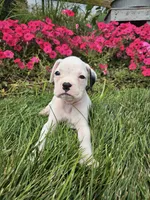 Biscuit, a male Boxer for sale in Niles, MI – 1 of 1