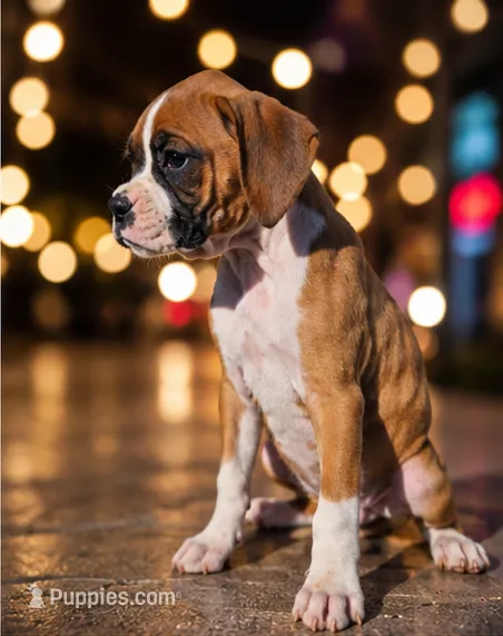 Brandy – Boxer puppy for sale in Niles, MI