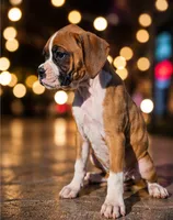 Brandy, a female Boxer for sale in Niles, MI – 2 of 3