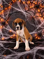 Baxter, a male Boxer for sale in Niles, MI – 1 of 1