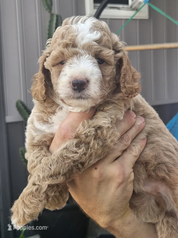 Sonic – Miniature Goldendoodle puppy for sale in Niles, MI