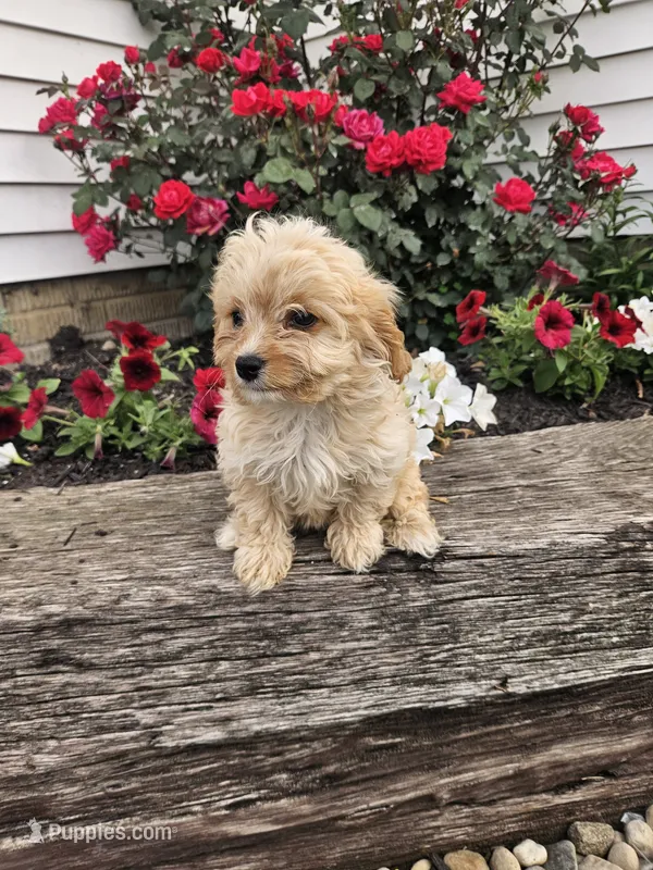 Chloe – Cavapoo puppy for sale in Niles, MI