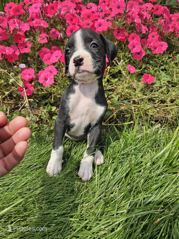 Bambi – Boxer puppy for sale in Niles, MI
