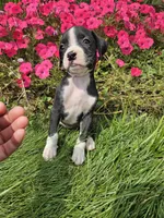 Bambi, a female Boxer for sale in Niles, MI – 1 of 1