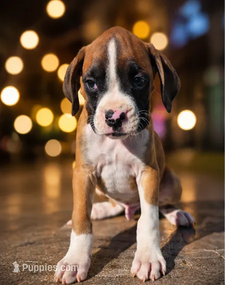 Bruno – Boxer puppy for sale in Niles, MI
