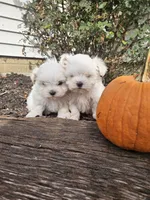 Marley , a female Maltese for sale in Niles, MI – 3 of 3