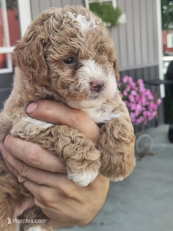Sophie  – Miniature Goldendoodle puppy for sale in Niles, MI