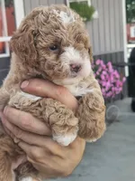 Sophie , a female Miniature Goldendoodle for sale in Niles, MI – 1 of 4