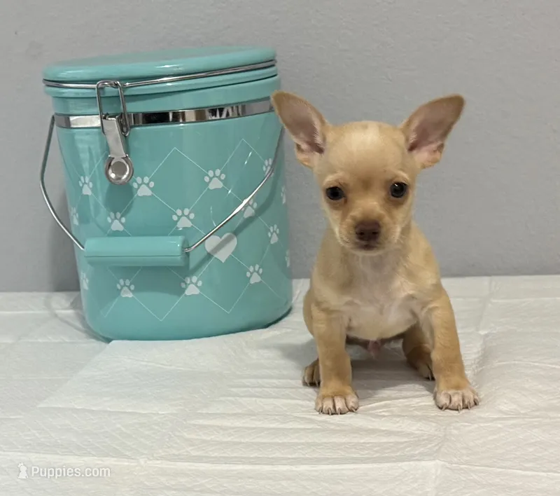 Orly – Chihuahua puppy for sale in San Antonio, TX