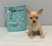 Orly, a male Chihuahua for sale in San Antonio, TX – 2 of 3