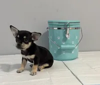 Buddy , a male Chihuahua for sale in San Antonio, TX – 2 of 3