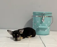 Buddy , a male Chihuahua for sale in San Antonio, TX – 3 of 3