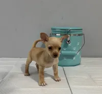 Orly, a male Chihuahua for sale in San Antonio, TX – 3 of 3