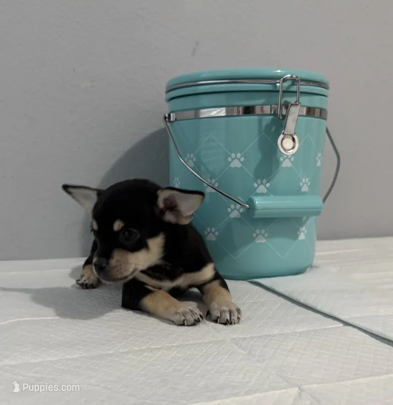 Buddy  – Chihuahua puppy for sale in San Antonio, TX