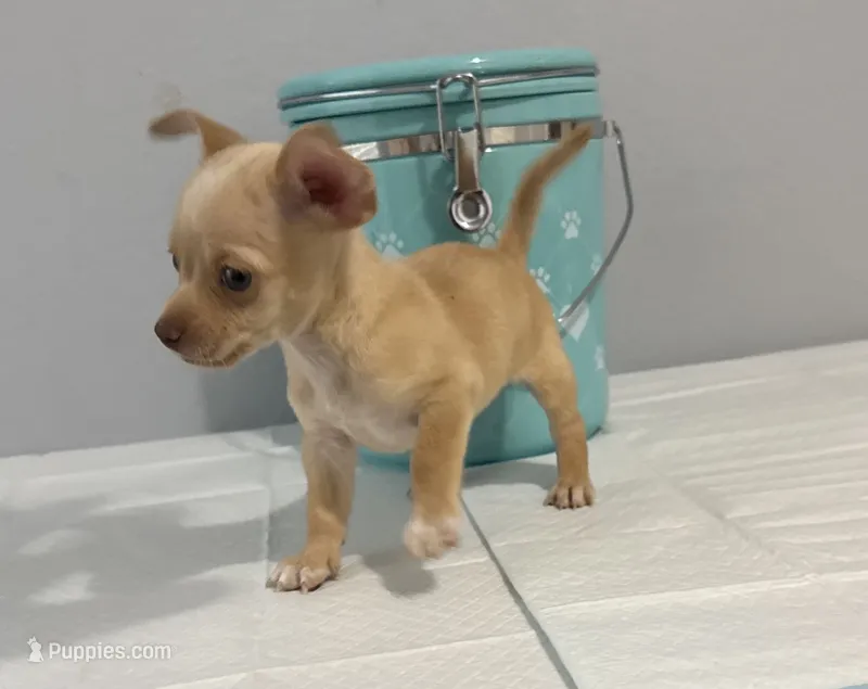 Orly – Chihuahua puppy for sale in San Antonio, TX