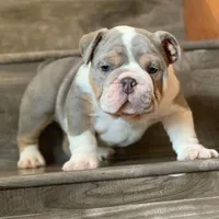 BRUCE, a male English Bulldog for sale in Seattle, WA – Photo 1 of 3