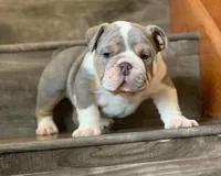 BRUCE, a male English Bulldog for sale in Las Vegas, NV – Photo 1 of 3