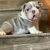 BRUCE, a male English Bulldog for sale in Seattle, WA – Photo 3 of 3