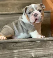 BRUCE, a male English Bulldog for sale in Las Vegas, NV – Photo 3 of 3