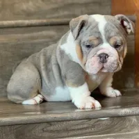 BRUCE, a male English Bulldog for sale in Seattle, WA – Photo 2 of 3