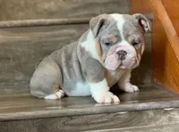 BRUCE, a male English Bulldog for sale in Las Vegas, NV – Photo 2 of 3