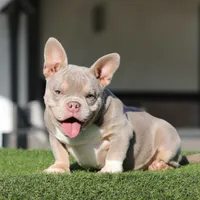 LOKI, a male American Bully for sale in Seattle, WA – Photo 1 of 5