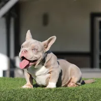 LOKI, a male American Bully for sale in Seattle, WA – Photo 5 of 5