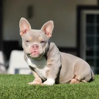 LOKI, a male American Bully for sale in Seattle, WA – Photo 2 of 5